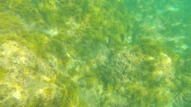 PALMILLA LOS CABOS BCS MEXICO-2021: Underwater Seabed with Algae and Small Fish