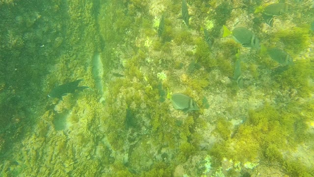 PALMILLA LOS CABOS BCS MEXICO-2021: Underwater Fish Swimming Near Rocky Seabed