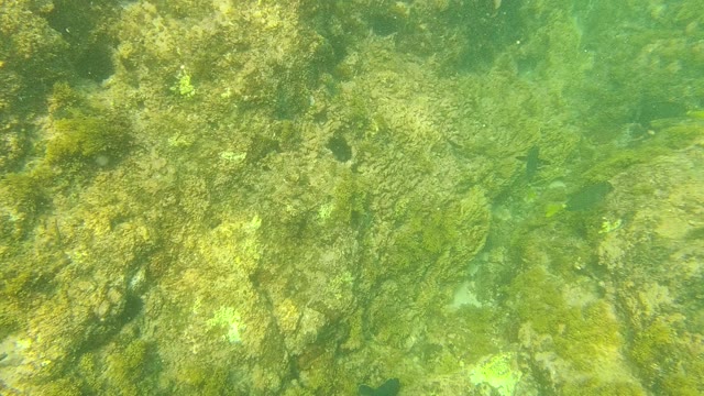 PALMILLA LOS CABOS BCS MEXICO-2021: Underwater Fish Swimming Over Rocky Seabed