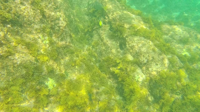 PALMILLA LOS CABOS BCS MEXICO-2021: Fish Swimming Over Algae-Covered Rocky Seabed