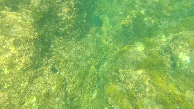 PALMILLA LOS CABOS BCS MEXICO-2021: Underwater Fish Swimming Over Rocky Algae-Covered Seabed