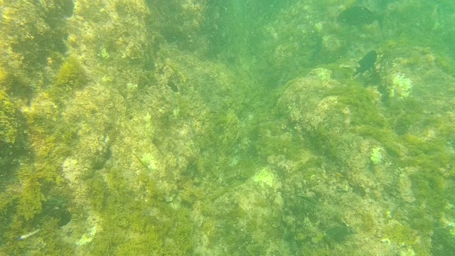 PALMILLA LOS CABOS BCS MEXICO-2021: Underwater Seabed with Rocky Formations and Seaweed