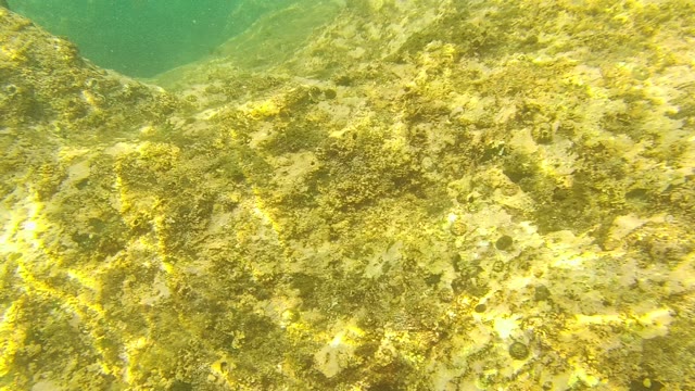 PALMILLA LOS CABOS BCS MEXICO-2021: Underwater Rocky Seabed with Algae and Marine Growth