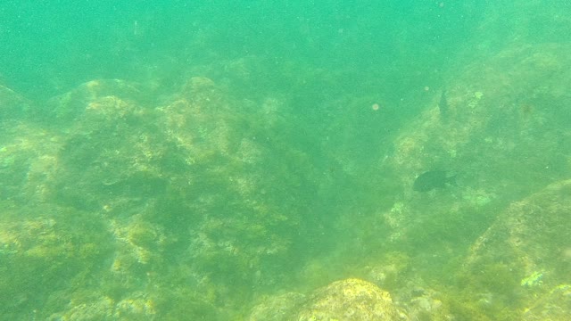 PALMILLA LOS CABOS BCS MEXICO-2021: Small Fish Swimming Among Algae-covered Rocks Underwater