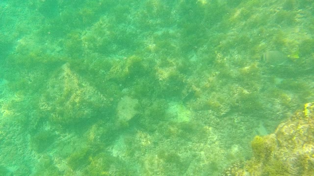 PALMILLA LOS CABOS BCS MEXICO-2021: Underwater Seabed with Rocky Formations and Algae