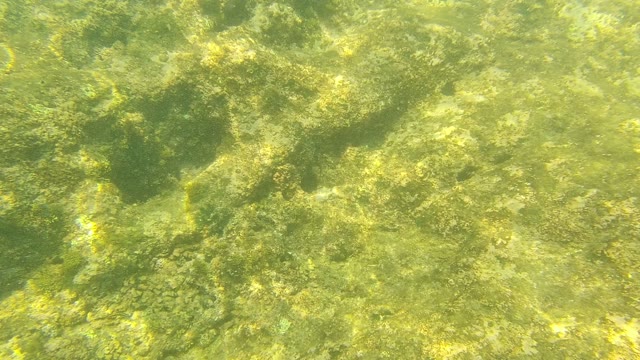 PALMILLA LOS CABOS BCS MEXICO-2021: Underwater Rocky Seabed with Algae and Clear Water