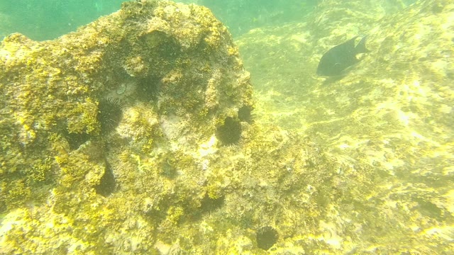 PALMILLA LOS CABOS BCS MEXICO-2021: Underwater Seabed with Rocky Formations and Fish
