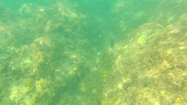 PALMILLA LOS CABOS BCS MEXICO-2021: Underwater Fish Swimming Over Rocky Seabed