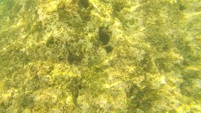 PALMILLA LOS CABOS BCS MEXICO-2021: Underwater Rocky Seabed with Algae and Marine Growth