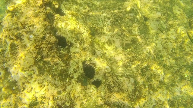 PALMILLA LOS CABOS BCS MEXICO-2021: Underwater Rocky Seabed with Sea Urchins and Algae