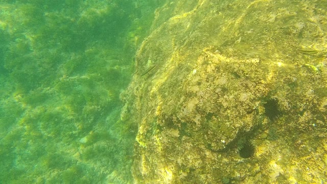 PALMILLA LOS CABOS BCS MEXICO-2021: Underwater Rocky Seabed with Algae and Seaweed