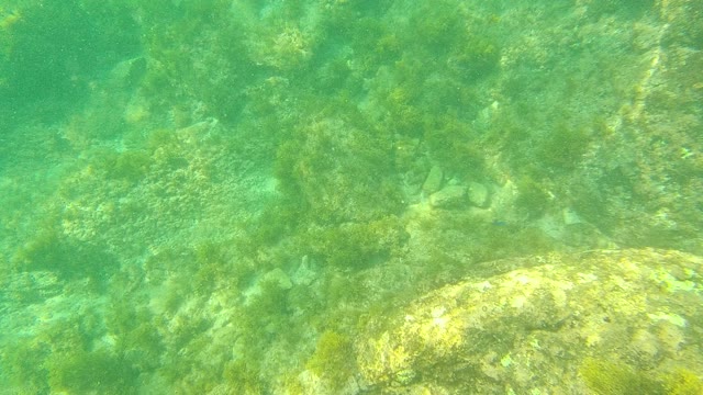PALMILLA LOS CABOS BCS MEXICO-2021: Fish Swimming Among Algae-covered Rocks Underwater