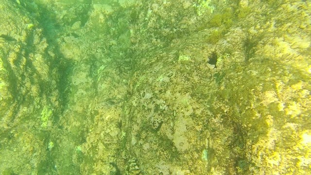 PALMILLA LOS CABOS BCS MEXICO-2021: Underwater View of Rocky Seabed with Algae and Marine Life