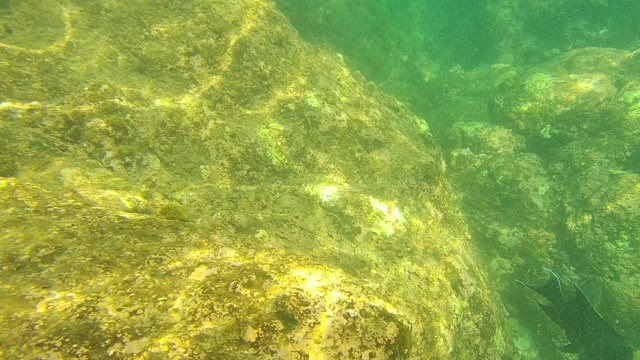 PALMILLA LOS CABOS BCS MEXICO-2021: Underwater Fish Swimming Near Algae-Covered Rocks