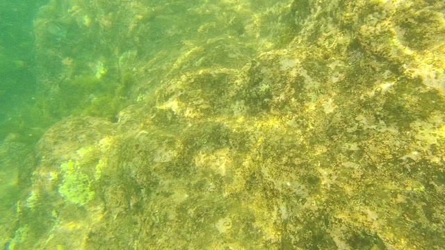 PALMILLA LOS CABOS BCS MEXICO-2021: Underwater Fish Swimming Across Rocky Seabed