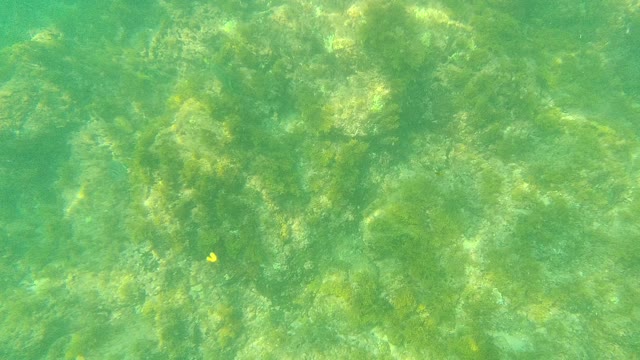 PALMILLA LOS CABOS BCS MEXICO-2021: Underwater Rocky Seabed with Small Fish and Algae