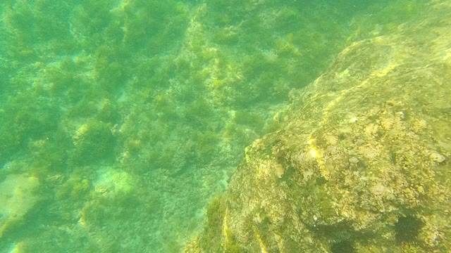 PALMILLA LOS CABOS BCS MEXICO-2021: Underwater View of Rocky Seabed with Marine Vegetation