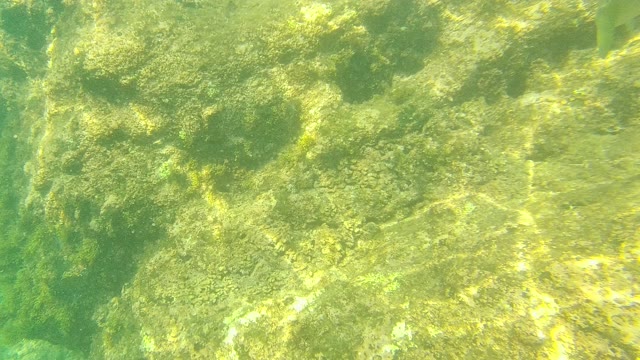 PALMILLA LOS CABOS BCS MEXICO-2021: Underwater View of Algae-Covered Rocky Seabed