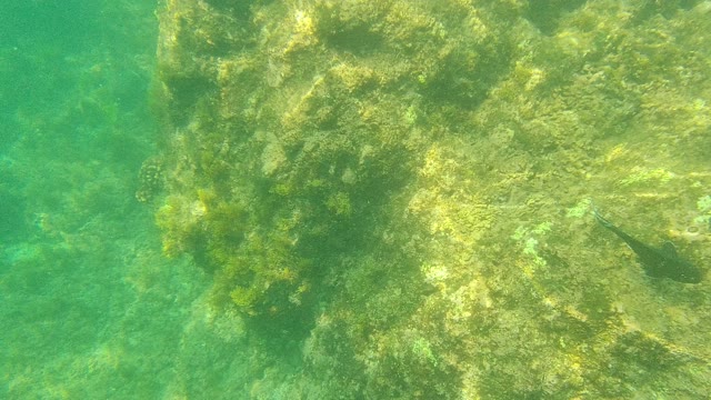 PALMILLA LOS CABOS BCS MEXICO-2021: Underwater Seabed with Rocky Formations and Swimming Fish