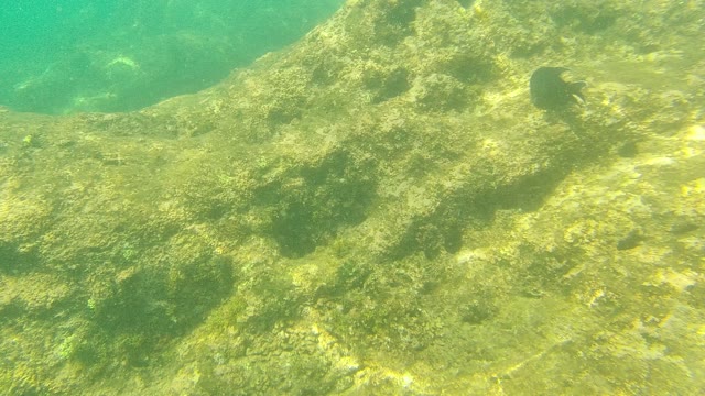 PALMILLA LOS CABOS BCS MEXICO-2021: Underwater Rocky Seabed with Swimming Fish