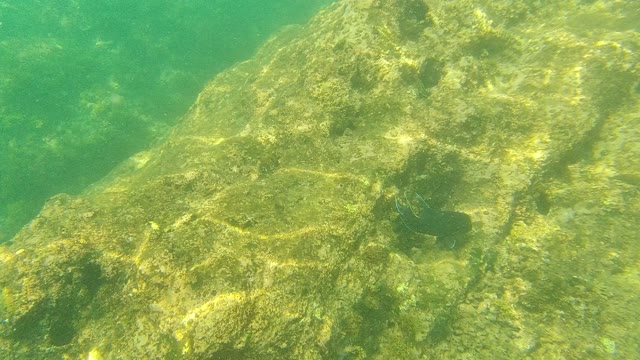 PALMILLA LOS CABOS BCS MEXICO-2021: Small Fish Navigating Algae-Covered Underwater Rocks