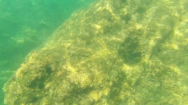 PALMILLA LOS CABOS BCS MEXICO-2021: Small Fish Swimming Near Algae-Covered Rock Underwater