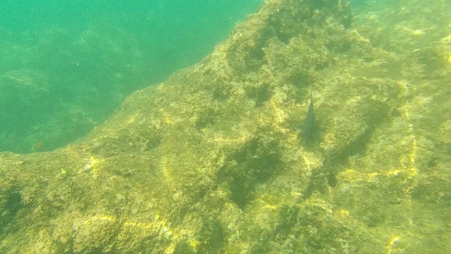 PALMILLA LOS CABOS BCS MEXICO-2021: Fish Swimming Near Rocky Seabed