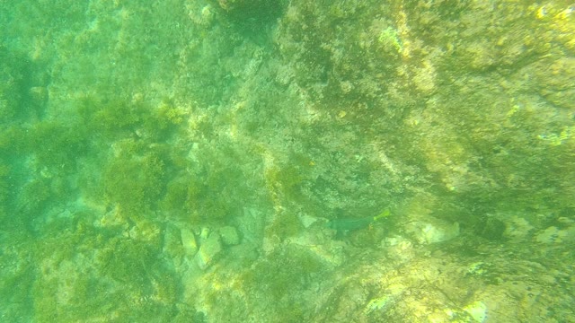 PALMILLA LOS CABOS BCS MEXICO-2021: Underwater View of Rocky Seabed with Small Fish