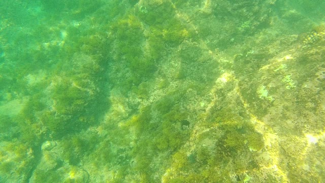PALMILLA LOS CABOS BCS MEXICO-2021: Underwater Seabed with Rocks and Green Algae