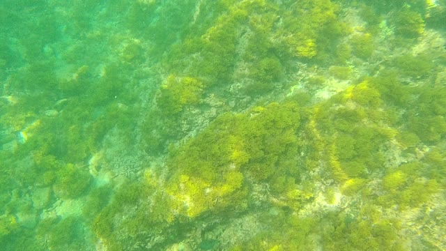 PALMILLA LOS CABOS BCS MEXICO-2021: Underwater View of Algae-Covered Rocky Seabed