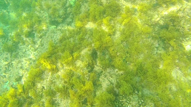 PALMILLA LOS CABOS BCS MEXICO-2021: Underwater Seaweed and Rocky Seabed