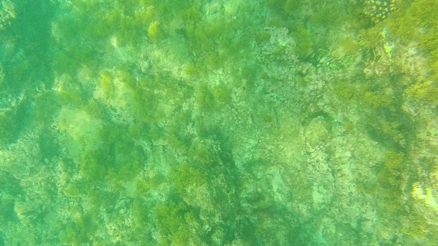 PALMILLA LOS CABOS BCS MEXICO-2021: Underwater Seaweed and Fish in Clear Water