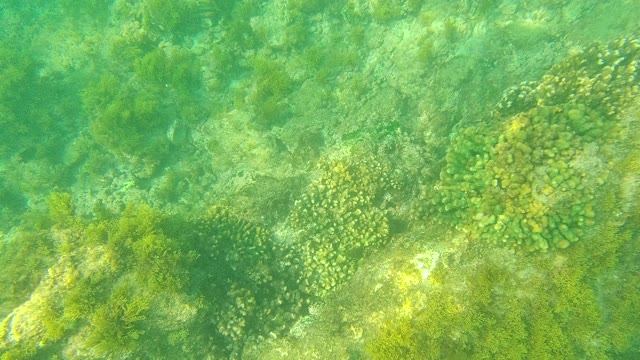 PALMILLA LOS CABOS BCS MEXICO-2021: Coral Reef and Seaweed Underwater Pan
