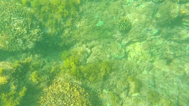 PALMILLA LOS CABOS BCS MEXICO-2021: Underwater Pan of Coral and Seaweed Seabed