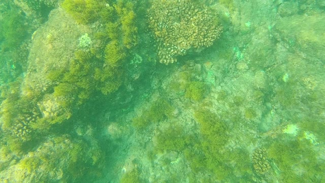 PALMILLA LOS CABOS BCS MEXICO-2021: Coral and Seaweed on the Ocean Floor