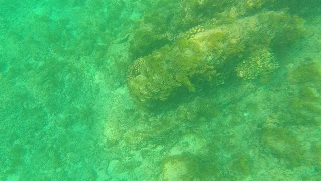 PALMILLA LOS CABOS BCS MEXICO-2021: Underwater Coral and Seagrass in Clear Turquoise Water