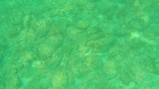 PALMILLA LOS CABOS BCS MEXICO-2021: Underwater Seabed with Rocky Formations and Small Fish
