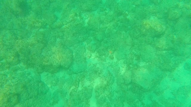 PALMILLA LOS CABOS BCS MEXICO-2021: Coral and Rocky Seabed in Clear Turquoise Water