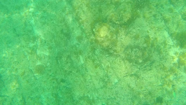 PALMILLA LOS CABOS BCS MEXICO-2021: Underwater Coral Reef in Clear Ocean Waters