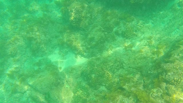 PALMILLA LOS CABOS BCS MEXICO-2021: Stingray Swimming Over Coral Reef Seabed