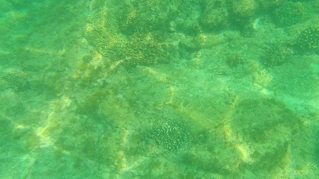 PALMILLA LOS CABOS BCS MEXICO-2021: Coral Reef and Seabed in Clear Turquoise Water