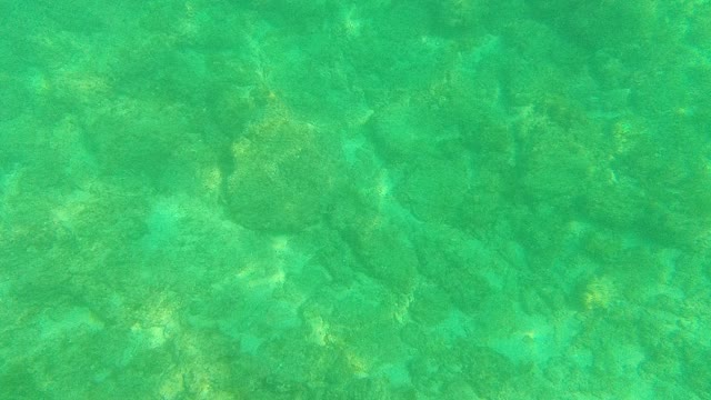 PALMILLA LOS CABOS BCS MEXICO-2021: Underwater Fish Swimming Over Rocky Seabed