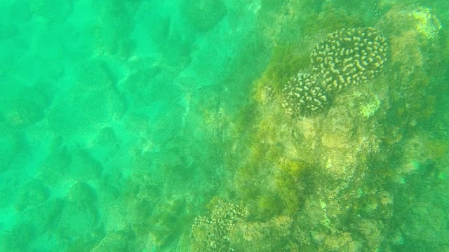 PALMILLA LOS CABOS BCS MEXICO-2021: Coral and Fish in Shallow Turquoise Water