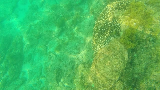 PALMILLA LOS CABOS BCS MEXICO-2021: Underwater Seabed with Rocky Formations and Algae