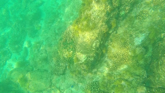 PALMILLA LOS CABOS BCS MEXICO-2021: Coral Reef in Clear Turquoise Ocean Water
