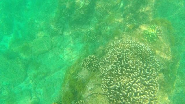 PALMILLA LOS CABOS BCS MEXICO-2021: Coral Reef with Diverse Formations Underwater