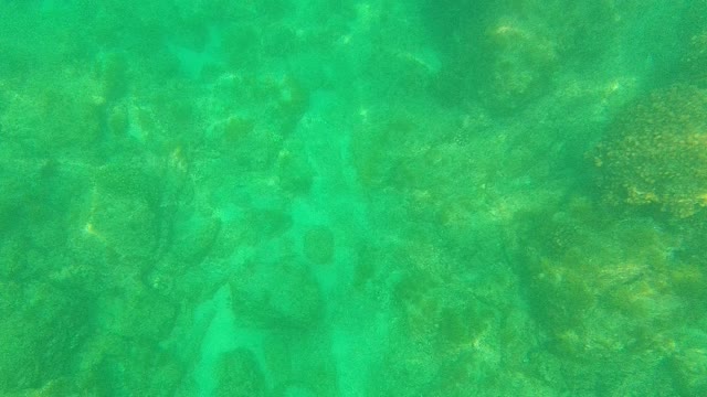 PALMILLA LOS CABOS BCS MEXICO-2021: Small Fish Swimming Among Coral and Rocky Ocean Floor