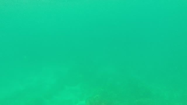 PALMILLA LOS CABOS BCS MEXICO-2021: A Striped Fish Swims Away in Clear Turquoise Water