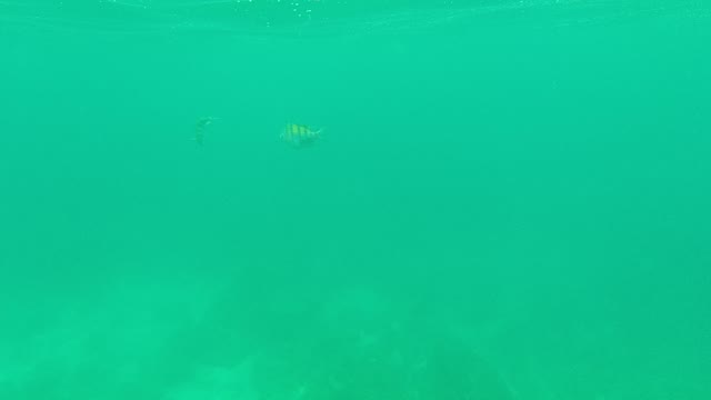 PALMILLA LOS CABOS BCS MEXICO-2021: Small Fish Swimming in Clear Turquoise Ocean Water