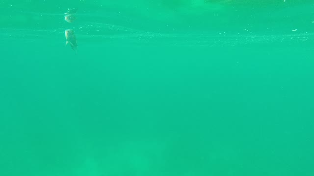 PALMILLA LOS CABOS BCS MEXICO-2021: Fish Swimming in Clear Turquoise Ocean Water